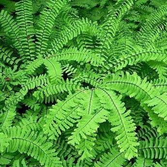 1000 Northern Maidenhair Fern Spores Seeds