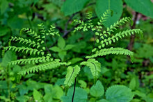 1000 Northern Maidenhair Fern Spores Seeds