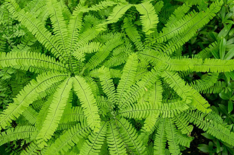 1000 Northern Maidenhair Fern Spores Seeds