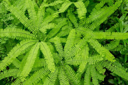 1000 Northern Maidenhair Fern Spores Seeds