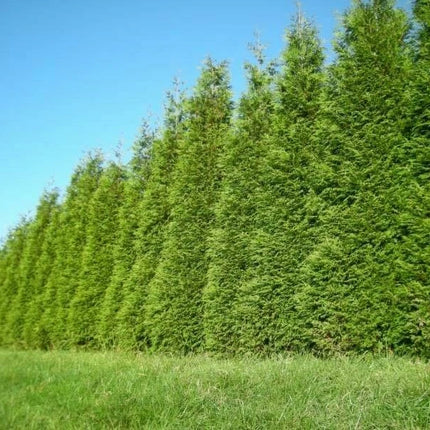 Landscape Form Round Thuja Green Giant Arborvitae Live Plant | Seed World