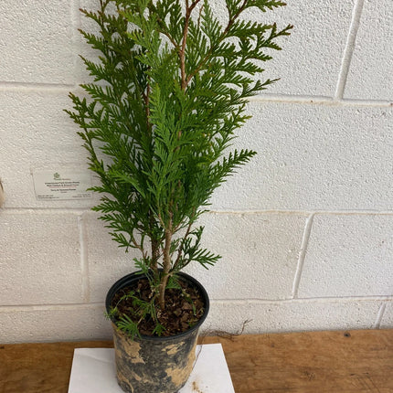 Thuja Green Giant live starter plant in a trade gallon pot, representative 18–24 inch plant