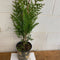Thuja Green Giant live starter plant in a trade gallon pot, representative 18–24 inch plant