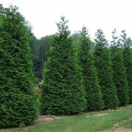Mature Thuja Green Giant privacy hedge; mature growth example, not the size supplied