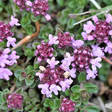 1000 Lemon Thyme - Thymus Pulegioides Seeds