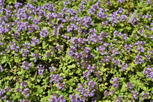 1000 Lemon Thyme - Thymus Pulegioides Seeds