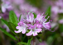 1000 Lemon Thyme - Thymus Pulegioides Seeds