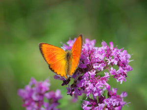 1000 Lemon Thyme - Thymus Pulegioides Seeds