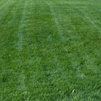 1 Lb.