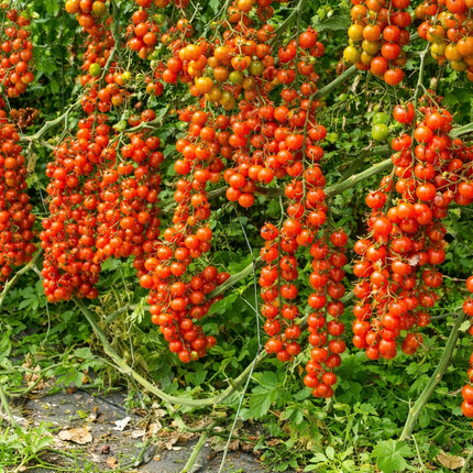 Climbing Tomato Seeds 15+ Heirloom Indeterminate Variety