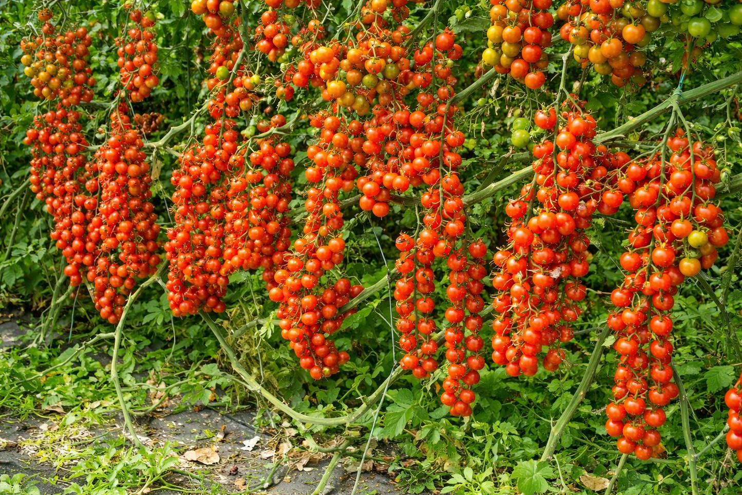 Climbing Tomato Seeds 15+ Heirloom Indeterminate Variety