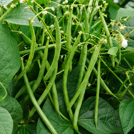 Top Crop Green Bean