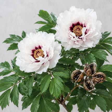 Tree Peony variant 2