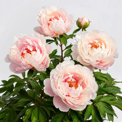Tree Peony variant 3