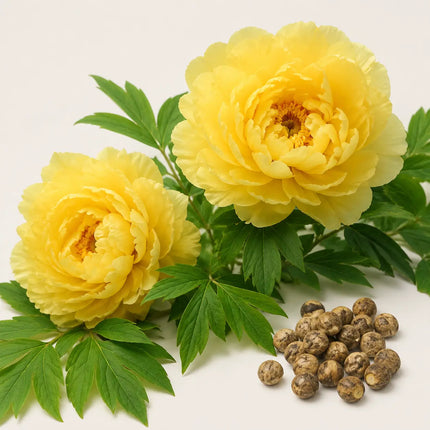 Tree Peony variant 5
