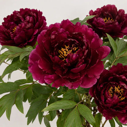 Tree Peony additional variant 1