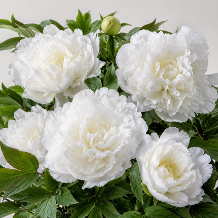 Tree Peony additional variant 2