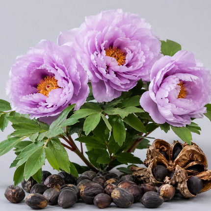 Tree Peony additional variant 3