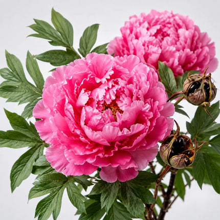 Tree Peony variant 14
