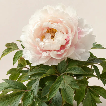 Tree Peony variant 15