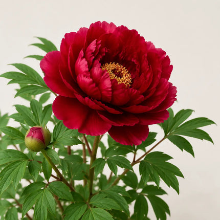 Tree Peony variant 17