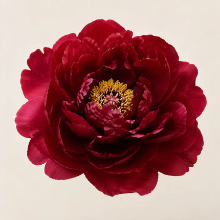 Tree Peony variant 19