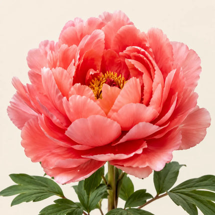 Tree Peony variant 23