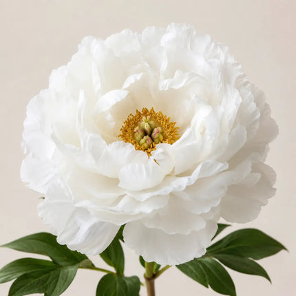 Tree Peony variant 24