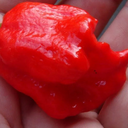 Red Trinidad Scorpion Butch T pepper close-up