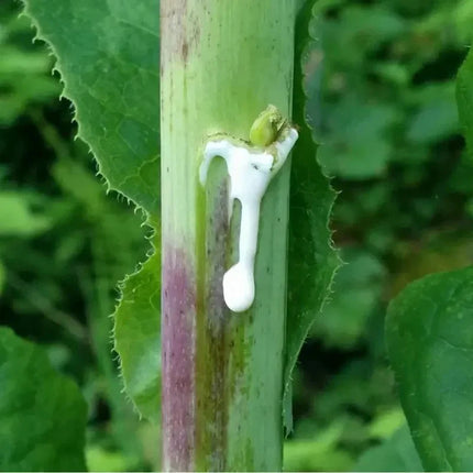 True Wild Lettuce Seeds – Lactuca Virosa - Seed World
