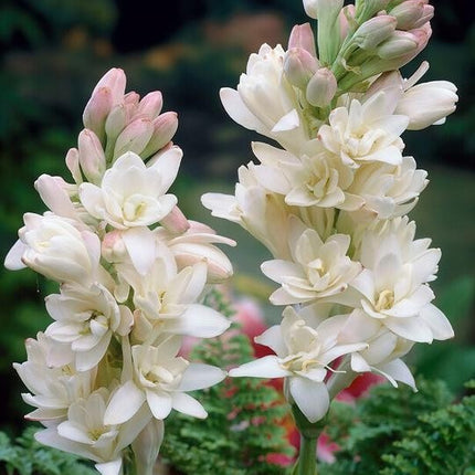 White flowers with green leaves on a blurred natural background