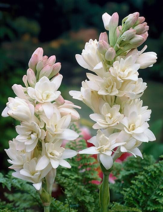 White flowers with green leaves on a blurred natural background