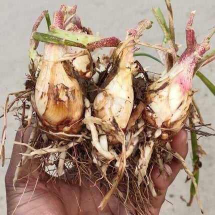 Hand holding a cluster of small bulbs with roots on a concrete surface