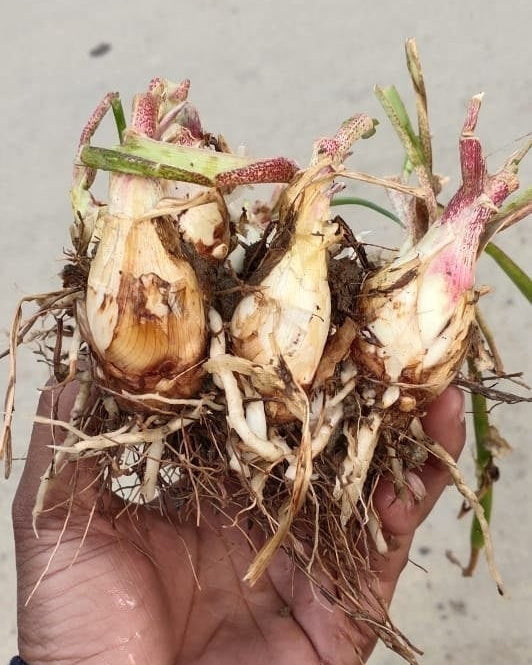 Hand holding a cluster of small bulbs with roots on a concrete surface