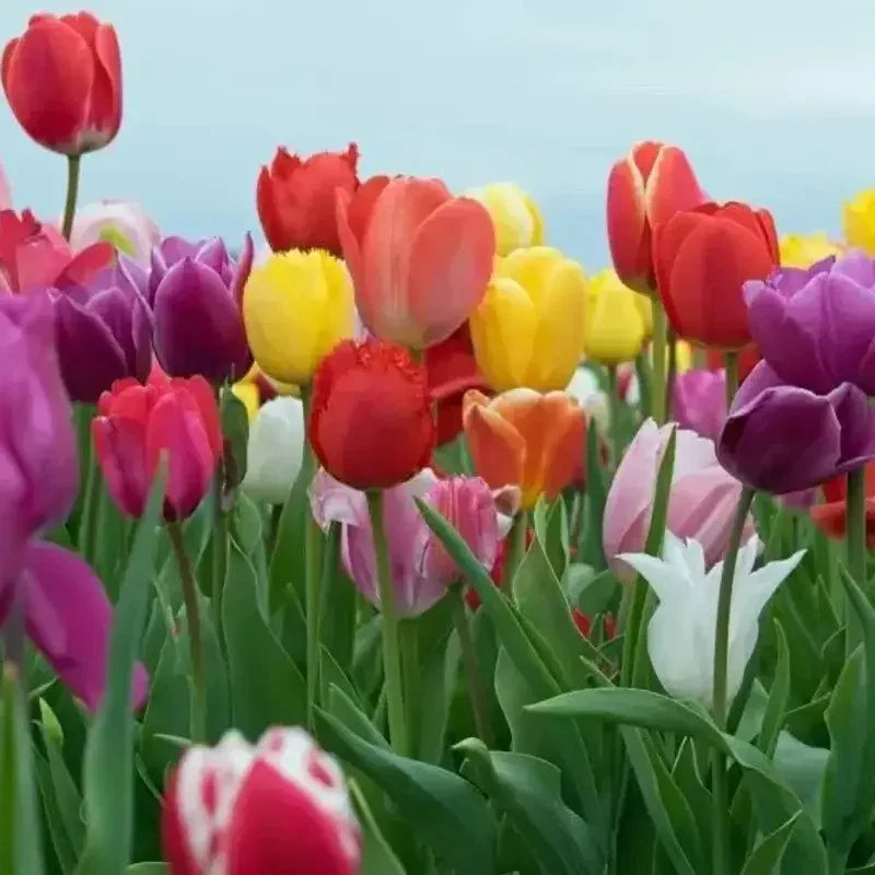 Tulip Bulbs - Triumph Mix - Seed World
