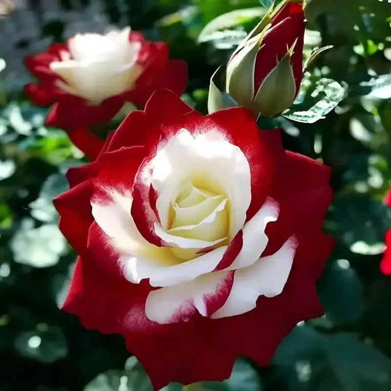 rose seeds online Twin Rose Seeds (Rosa spp.) – Mixed-Genetics Rose Seeds (20 Seeds)