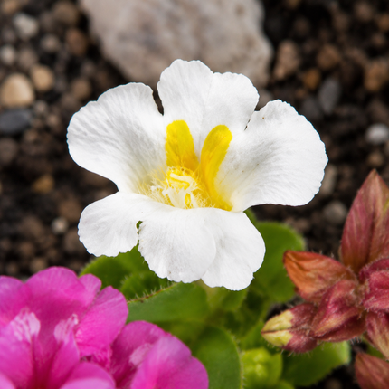100 Twinkle White Monkey Seeds