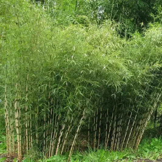 Umbrella Bamboo Seeds - Clumping Evergreen - Seed World