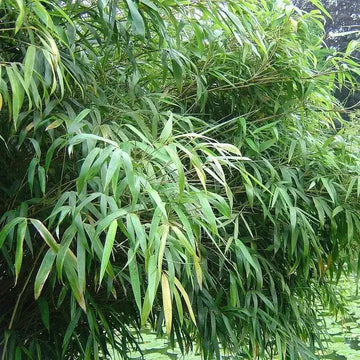 50 Umbrella Bamboo Seeds - Clumping Evergreen