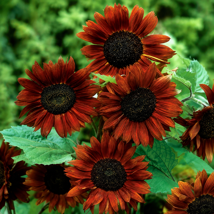 50 Velvet Queen Sunflower Seeds