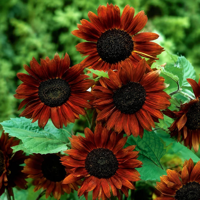 50 Velvet Queen Sunflower Seeds – product image 1