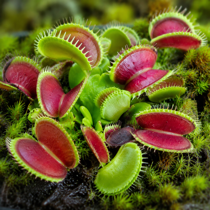 Venus Fly Trap Seeds - 20