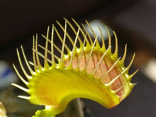 20 Freshly Harvested Venus Flytrap Seeds