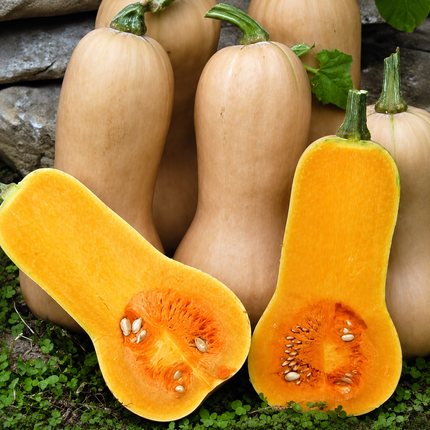 75 Waltham Butternut Winter Squash Seeds