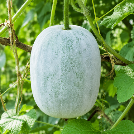 Wax Gourd Seeds - 20