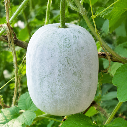 Wax Gourd Winter Melon Ash Gourd Seeds