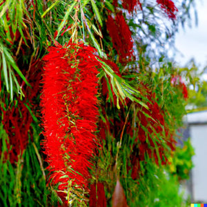 100 Weeping Bottle Brush Tree Seeds