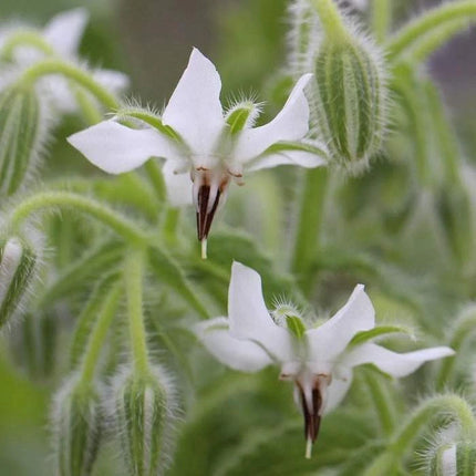 White Borage Bianca star-shaped blossoms with fuzzy stems