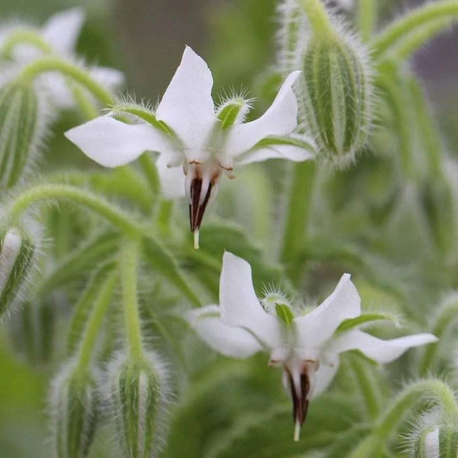 White Borage Bianca star-shaped blossoms with fuzzy stems