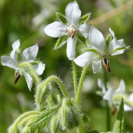 White Borage Alba flowers and green foliage